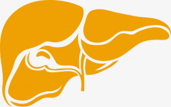 Collection of Liver clipart | Free download best Liver ...