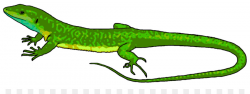 Lizard Chameleons Reptile Common Iguanas Clip art - Lizard Cliparts ...