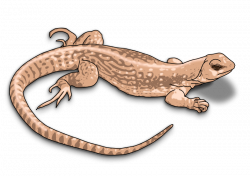 Lizard Clipart Black And White. Free Lizard With Lizard Clipart ...