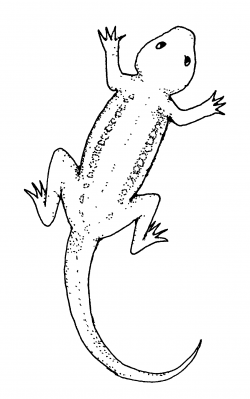 Black and white lizard clipart - WikiClipArt