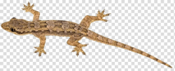 Gray and brown lizard, Brown Lizard transparent background ...