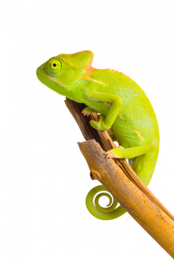 Chameleon PNG Image | PNG Mart