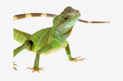 Lizard Clipart Chipkali - Lizard Transparent PNG Image ...