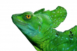 Pictures Of Cartoon Lizards#5275211 - Shop of Clipart Library