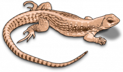 Clipart - lizard