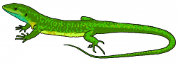 Green Lizard Clipart by MisterBug on DeviantArt