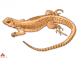 Free Lizard Clipart, Download Free Clip Art on Owips.com