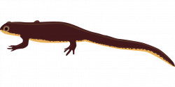 Free Lizard Cliparts#4794244 - Shop of Clipart Library