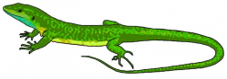 Lizard Chameleons Reptile Common Iguanas PNG, Clipart ...
