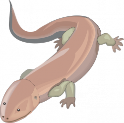 Monitor Lizard Clipart salamander - Free Clipart on Dumielauxepices.net