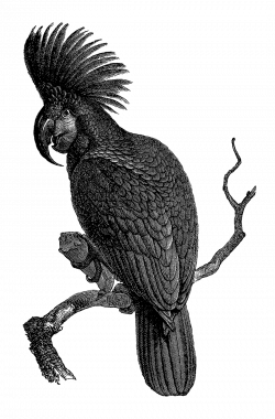 Antique Images: Bird Digital Download of Black Palm Cockatoo Vintage ...