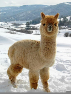 Fluffy Llamas | Free Images at Clker.com - vector clip art ...