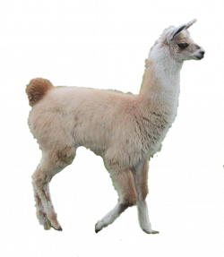 llama - Sticker by Taliafera