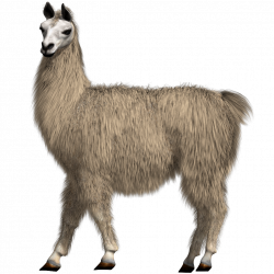 llama - Sticker by Taliafera