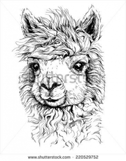 realistic sketch of LAMA Alpaca, black and white drawing ...
