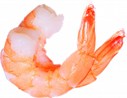 Shrimps PNG | Animal PNG | Pinterest | Animal