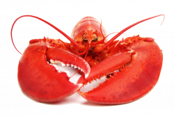 Lobster PNG Free Download - peoplepng.com