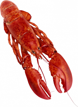 Lobster PNG Clipart - peoplepng.com