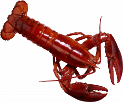 Lobster PNG Image | Web Icons PNG