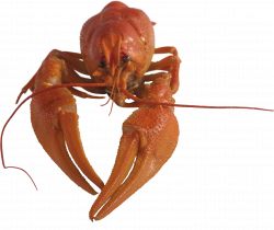 Lobster PNG Icon | Web Icons PNG