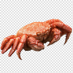 Dungeness crab Horsehair crab King crab Lobster, King crab ...