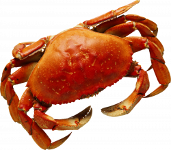 Crab Download Clip art - crab 1600*1402 transprent Png Free Download ...