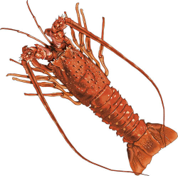 Florida spiney lobster big cliparts - Clipartix