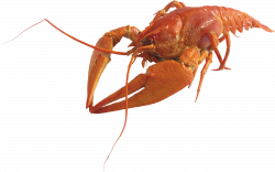 Lobster PNG | Animal PNG | Pinterest | Animal