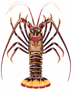 Lobster Clipart | jokingart.com