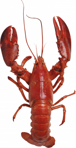 Lobster PNG | lobster | Pinterest | Animal
