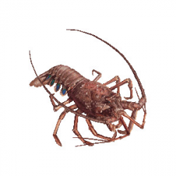 Spiny lobster clipart 2 – Gclipart.com