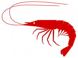 19 Crab clipart shrimp HUGE FREEBIE! Download for PowerPoint ...