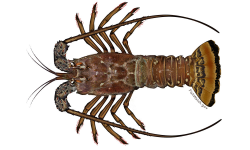 Free Lobster Images, Download Free Clip Art, Free Clip Art ...