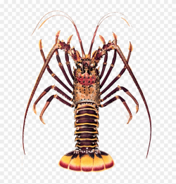 Crayfish Clipart Kawaii - Spiny Lobster - Png Download ...