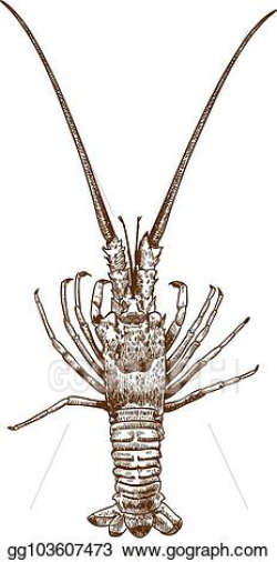 EPS Vector - Engraving drawing illustration of spiny lobster ...
