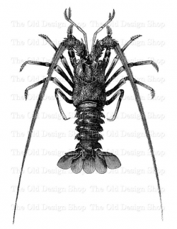 Lobster Clip Art Vintage Printable Sea Crustacean ...