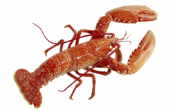 Lobster PNG Pic - peoplepng.com