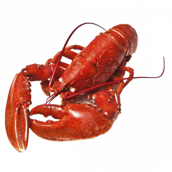 Lobster PNG Photos - peoplepng.com