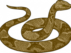 Cunning Snake Cliparts Free Download Clip Art - carwad.net