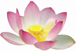 Lotus Clipart Images ✓ All About Clipart