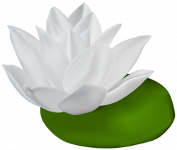 White,Leaf,Petal,Lotus family,Aquatic plant,Sacred lotus ...