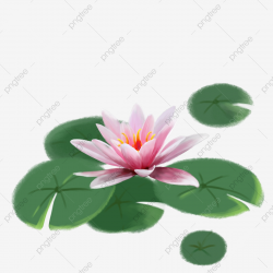 Water Lily Aquatic Plant Lotus Leaf Pink Water Lily, Lotus ...