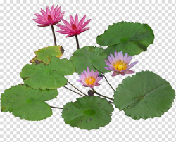 Nelumbo nucifera Pygmy water-lily Aquatic plant, Blooming ...