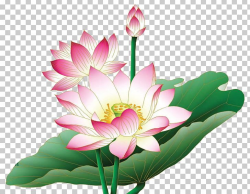 Nelumbo Nucifera Egyptian Lotus Flower PNG, Clipart, Aquatic ...