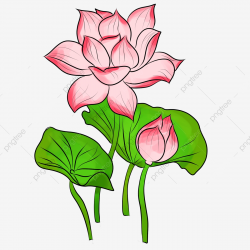 Pink Lotus Lotus Flowers Green Lotus Leaf Beautiful Lotus ...