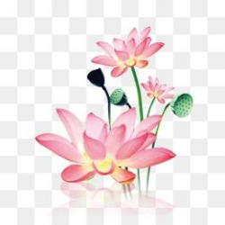 Lotus, Flowers, Flower PNG Transparent Clipart Image and PSD ...