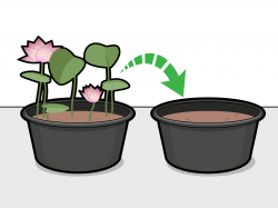 3 Ways to Grow Lotus Flower - wikiHow