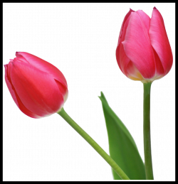 Best Transparent Tulips Png Clipart Image Of Lotus Flower Bud Style ...