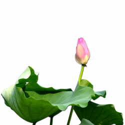 Nelumbo nucifera Clip art - Budded lotus 1501*1501 transprent Png ...
