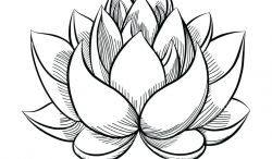 Lotus Drawing Simple | Free download best Lotus Drawing ...